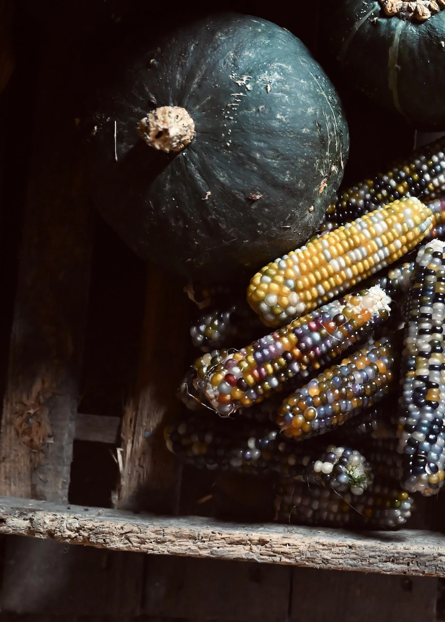 Courge verte et épis de maïs multicolores entreposés dans une caisse en bois